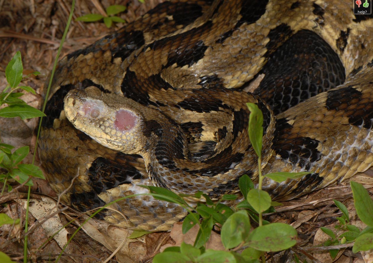 Assessment and evaluation of prevalence of fungal dermatitis in New